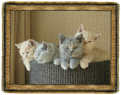 E-mailadres: catteryofanamokit@ziggo.nl